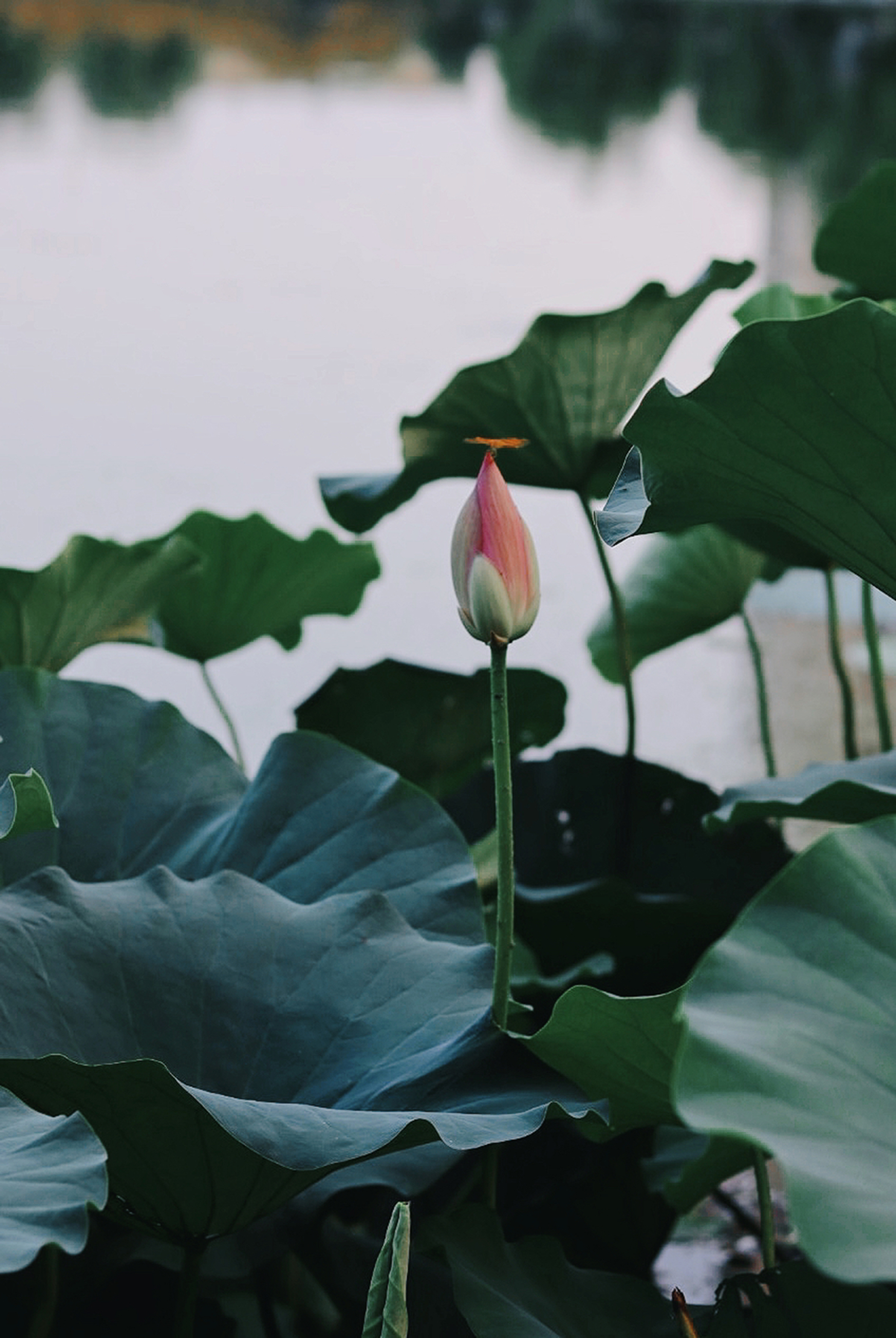 香蕉人妻AV久久久久天天